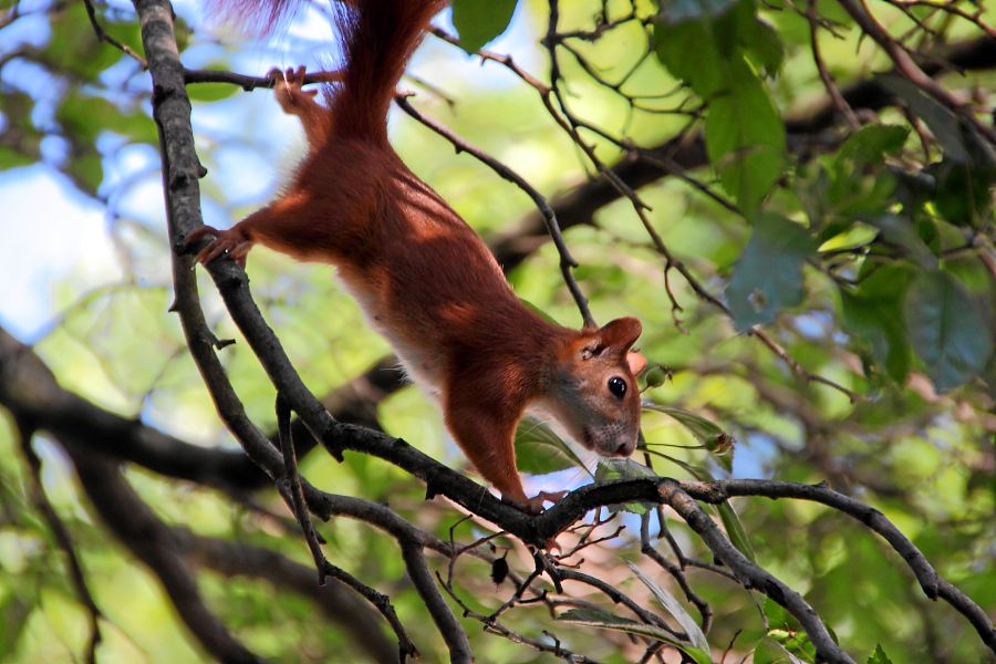 female squirell