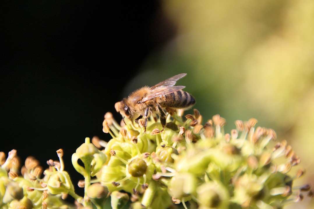 Bee on blossom - f 7,1 250mm 1/320s ISO 250