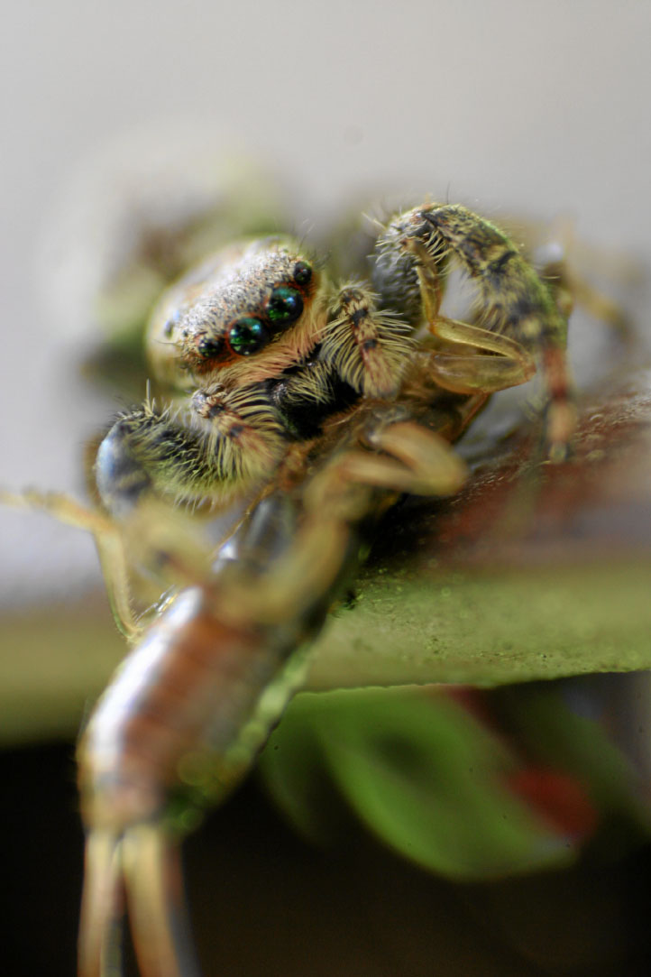 Macro photo spider with 8 eyes